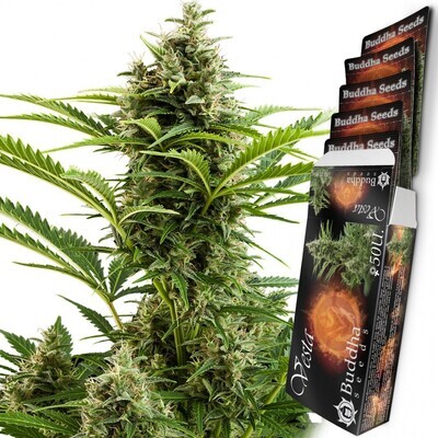 Buddha Seeds - Vesta (auto/fem.) 04948