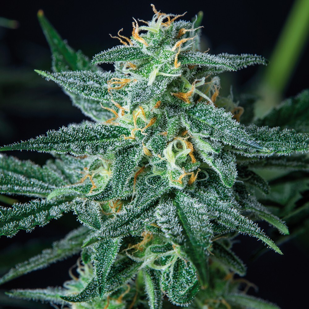 Buddha Seeds - Vesta (auto/fem.)