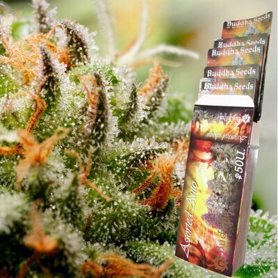 Buddha Seeds - Ассорти из семян конопли (auto/fem.) 01336