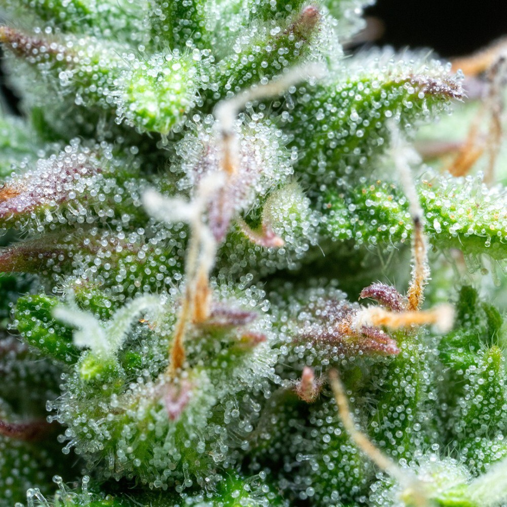 Buddha Seeds - Syrup (auto/fem.)