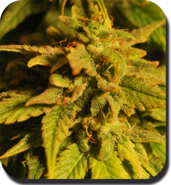 Buddha Seeds - Red Dwarf (auto/fem.)