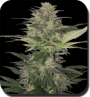 Buddha Seeds - Red Dwarf (auto/fem.)