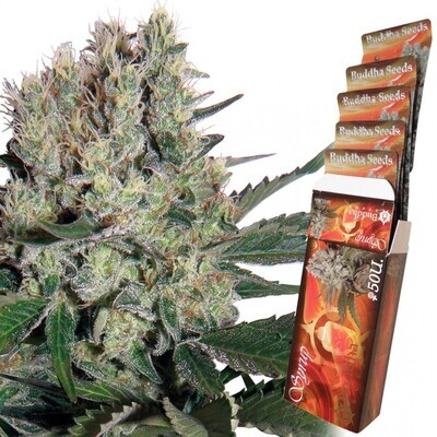Buddha Seeds - Syrup (auto/fem.) 01339