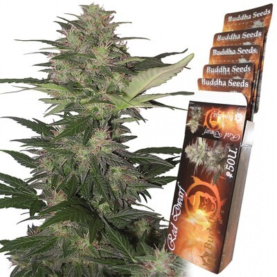 Buddha Seeds - Red Dwarf (auto/fem.) 01334