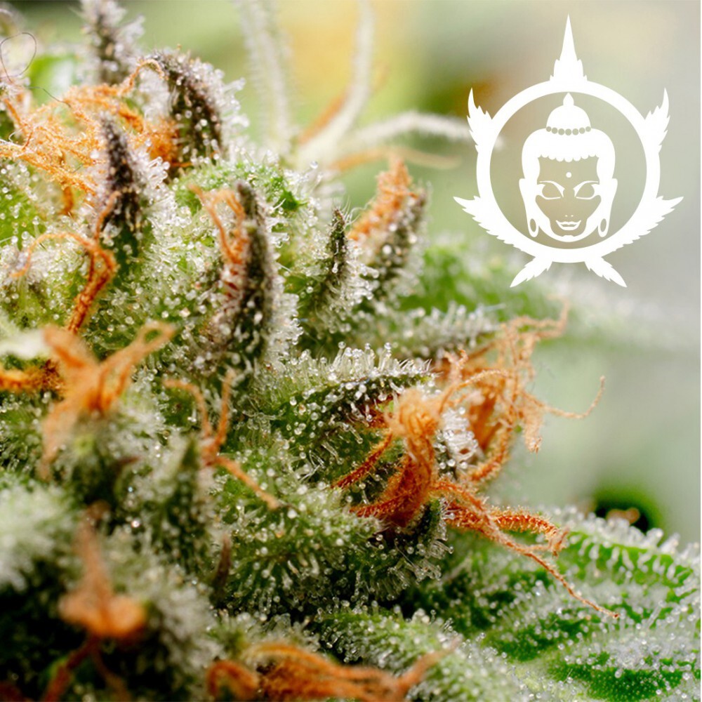 Buddha Seeds - Ассорти из семян конопли (auto/fem.)