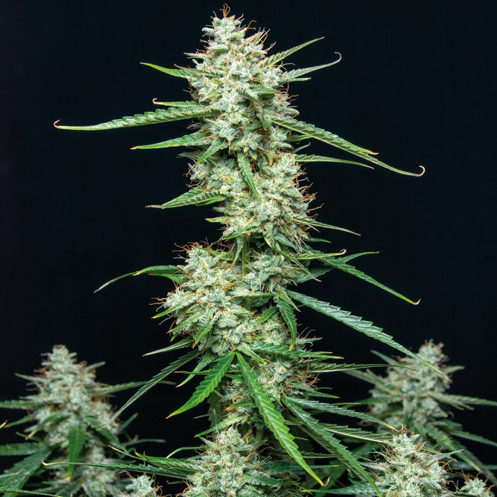 Buddha Seeds - Syrup (auto/fem.)
