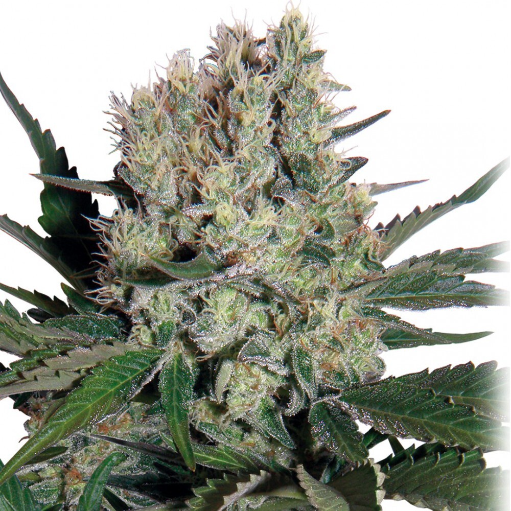 Blue Balls Kush
