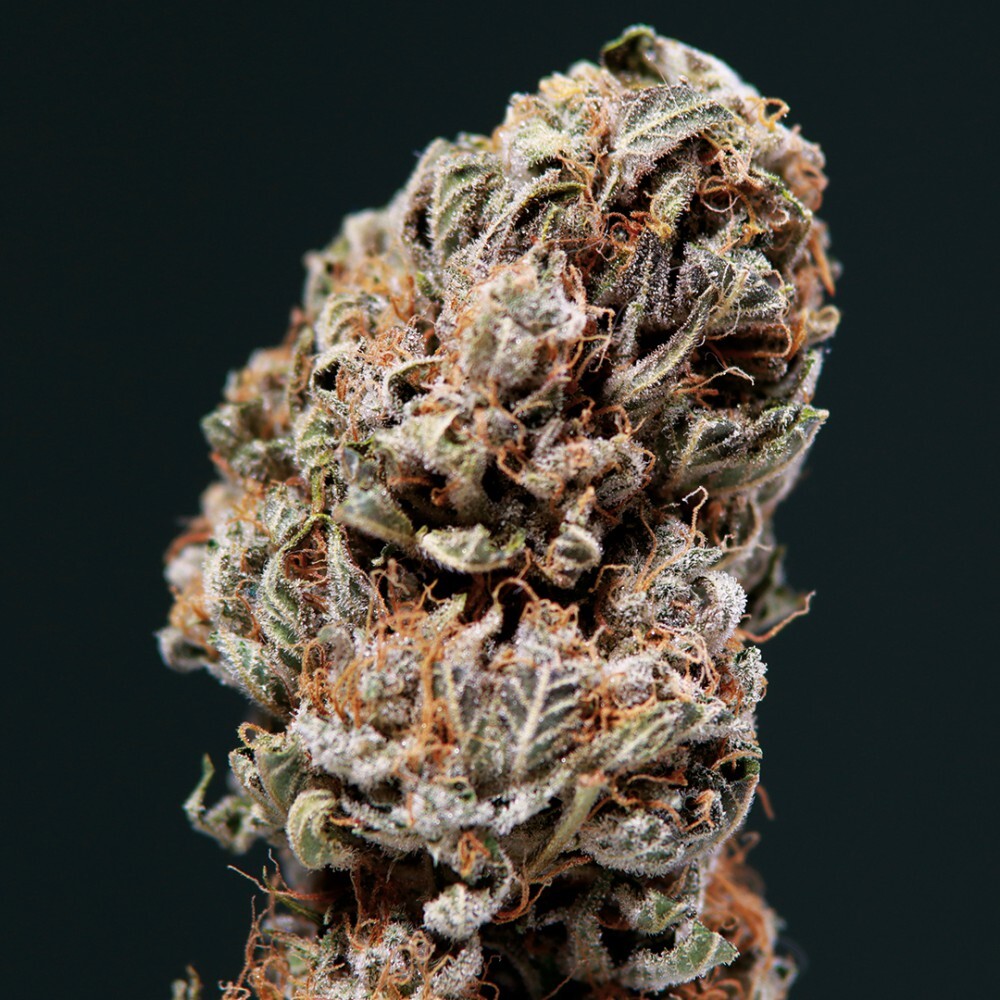 Buddha Seeds - Syrup (auto/fem.)