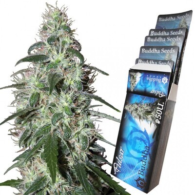 Buddha Seeds - Pulsar (fem.) 01337