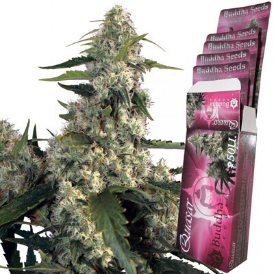 Buddha Seeds - Quasar (fem.) 04947