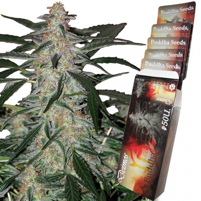 Buddha Seeds - Deimos (auto/fem.) 01333