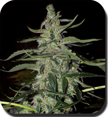 Buddha Seeds - Deimos (auto/fem.)