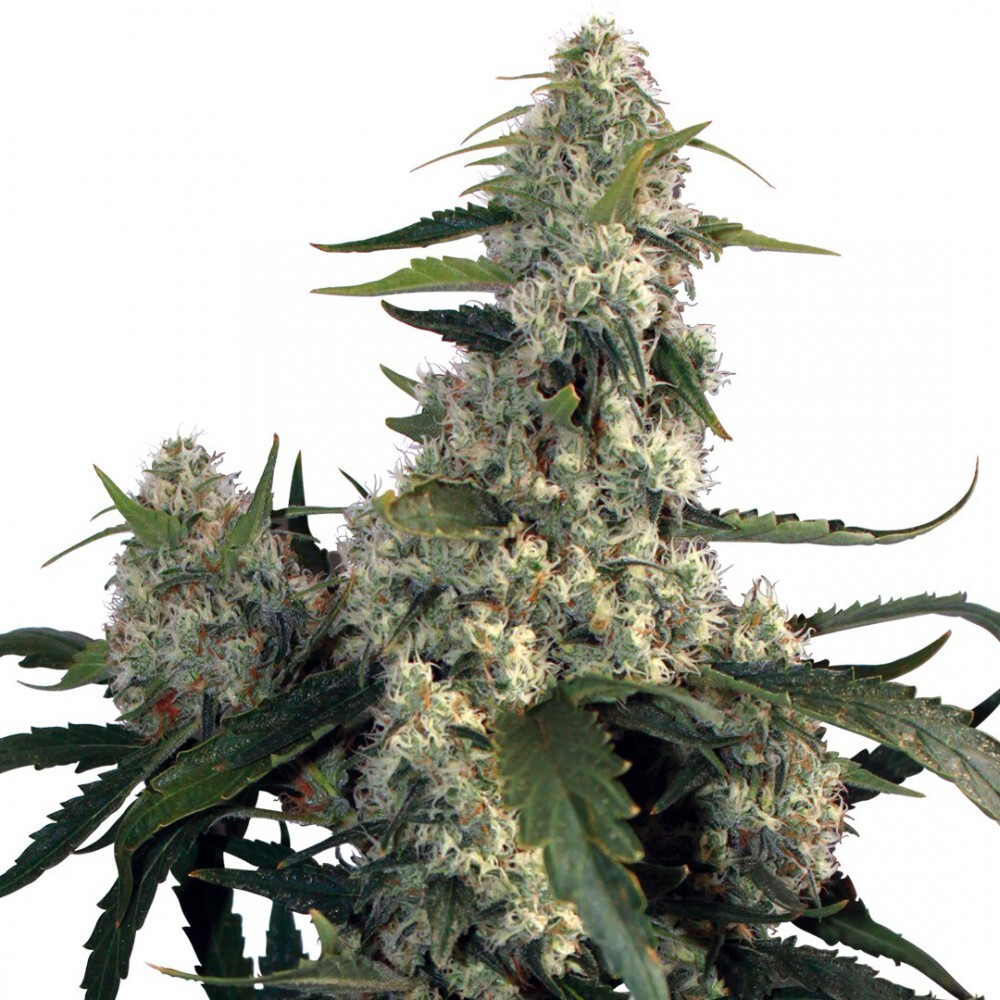 Buddha Seeds - Quasar (fem.)