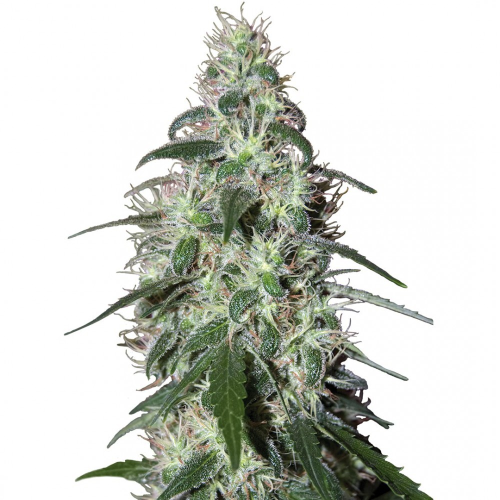Buddha Seeds - Pulsar (fem.)