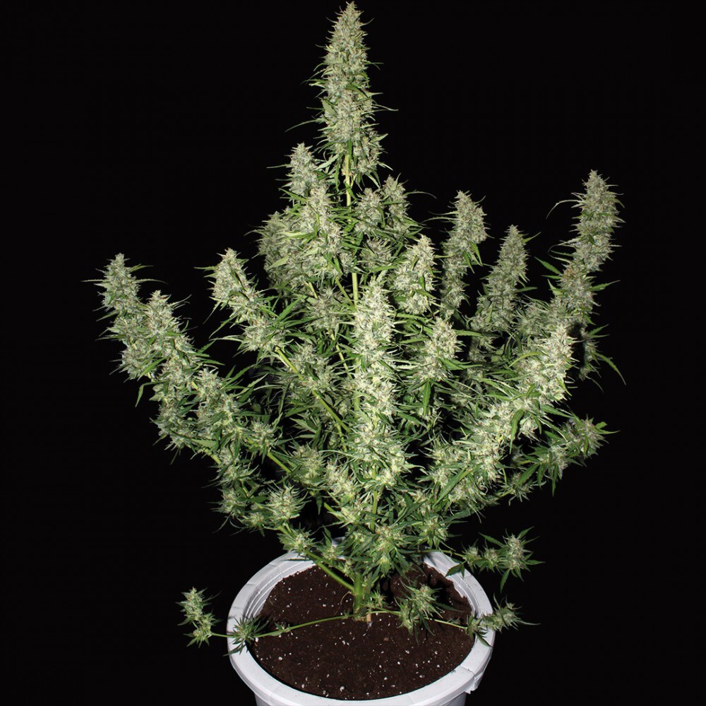 Buddha Seeds - Magnum (auto/fem.)