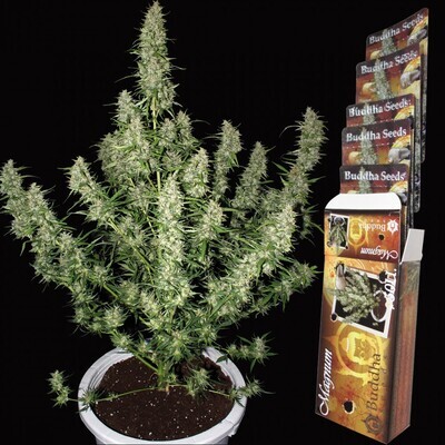 Buddha Seeds - Magnum (auto/fem.) 01325
