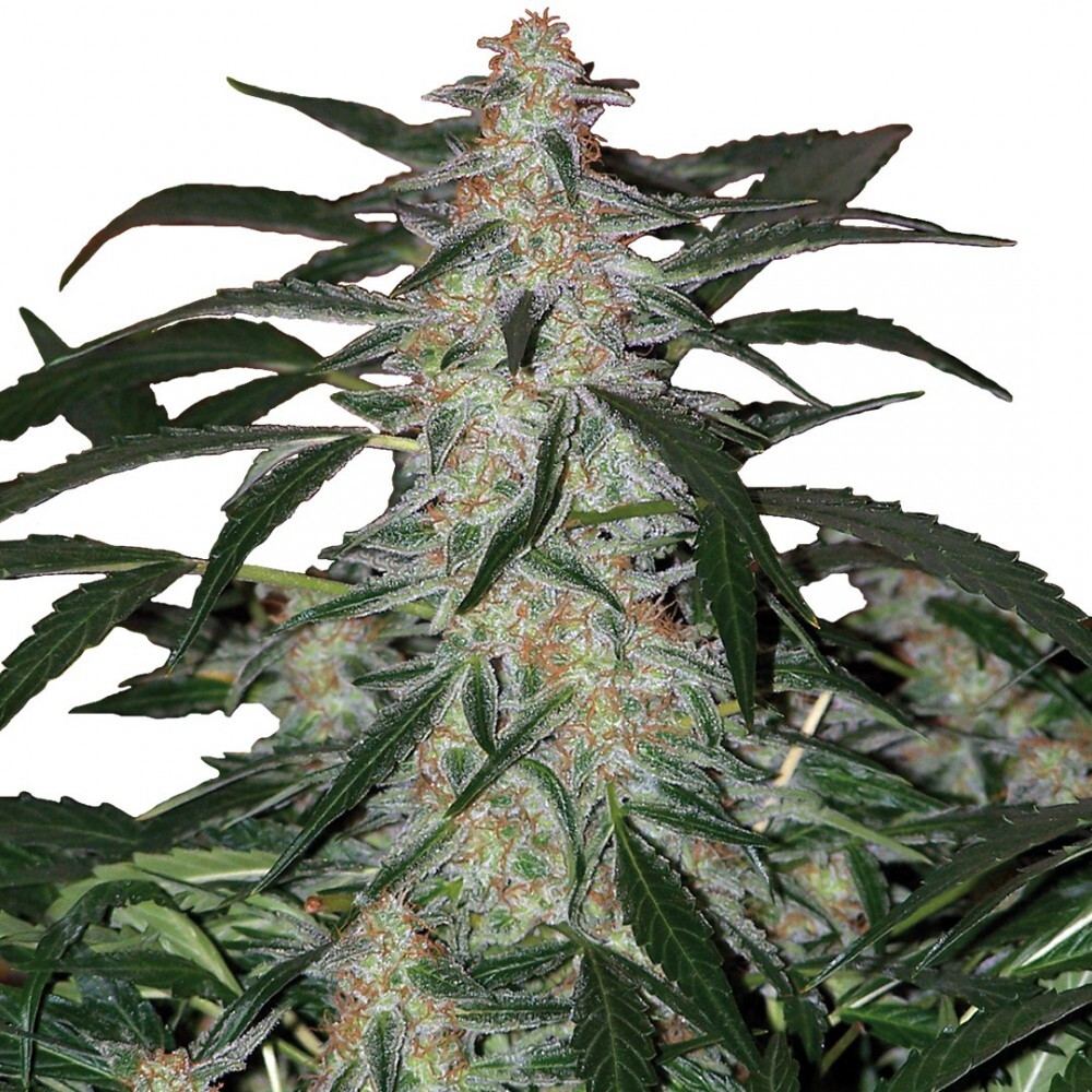 Buddha Seeds - Deimos (auto/fem.)
