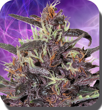 Buddha Seeds - Buddha Purple Kush (auto/fem.)