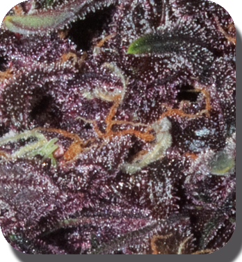 Buddha Seeds - Buddha Purple Kush (auto/fem.)