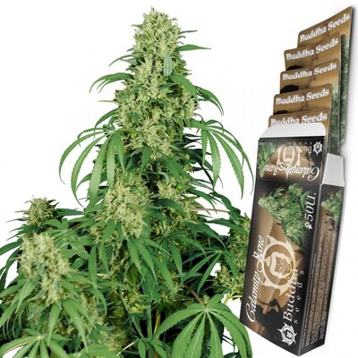 Buddha Seeds - Calamity Jane (auto/fem.) 04949