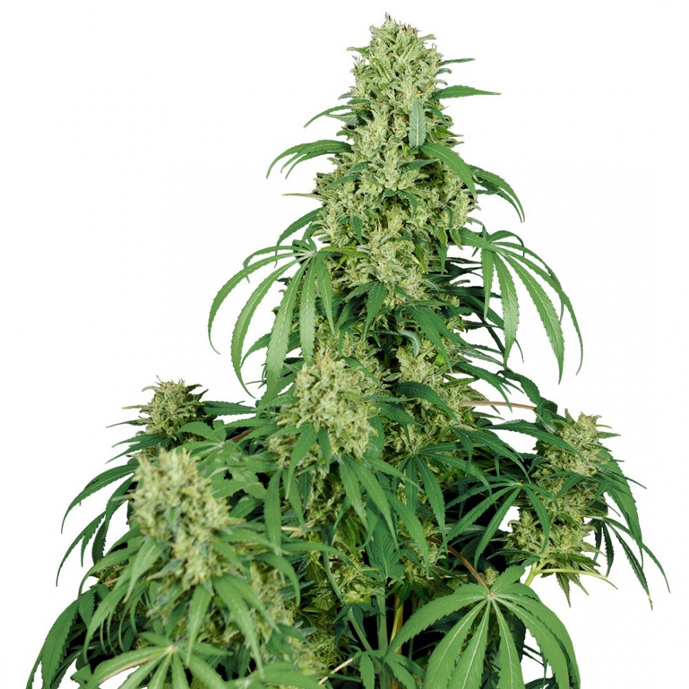 Buddha Seeds - Calamity Jane (auto/fem.)