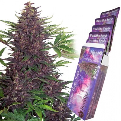 Buddha Seeds - Buddha Purple Kush (auto/fem.) 01335