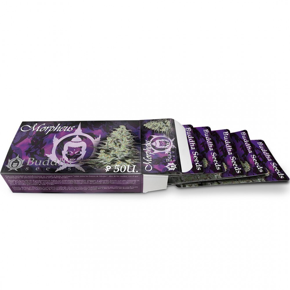 Buddha Seeds - Morpheus CBD (fem.)