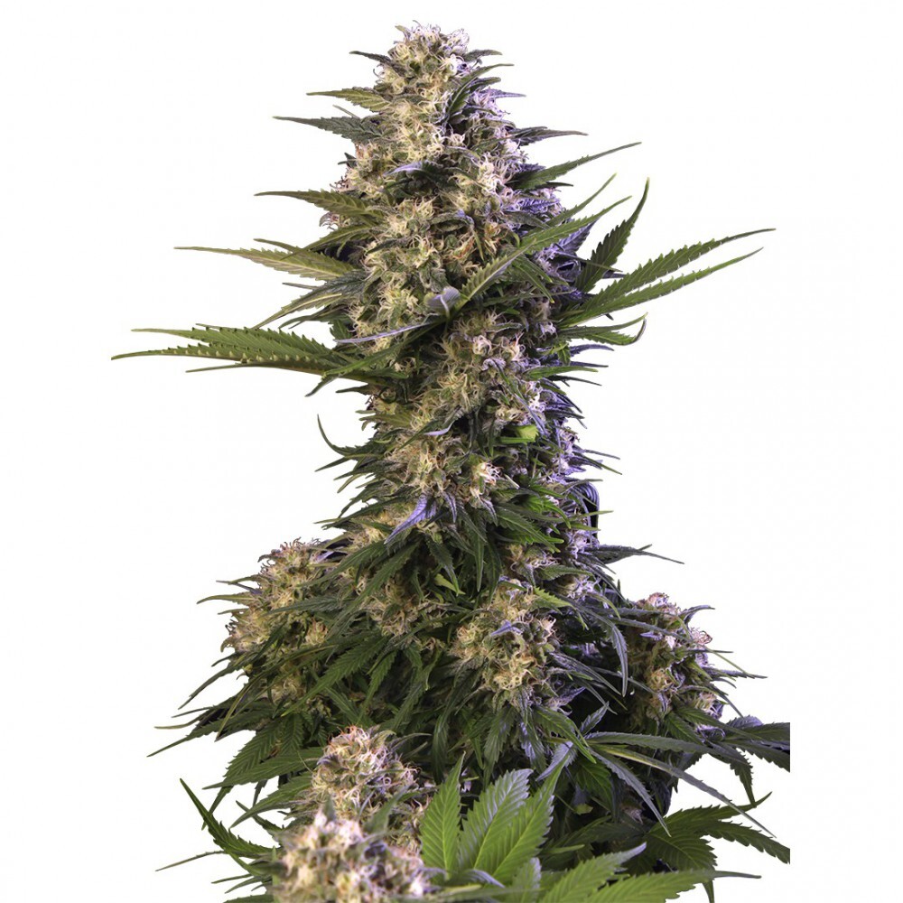 Buddha Seeds - Buddha Kraken (fem.)