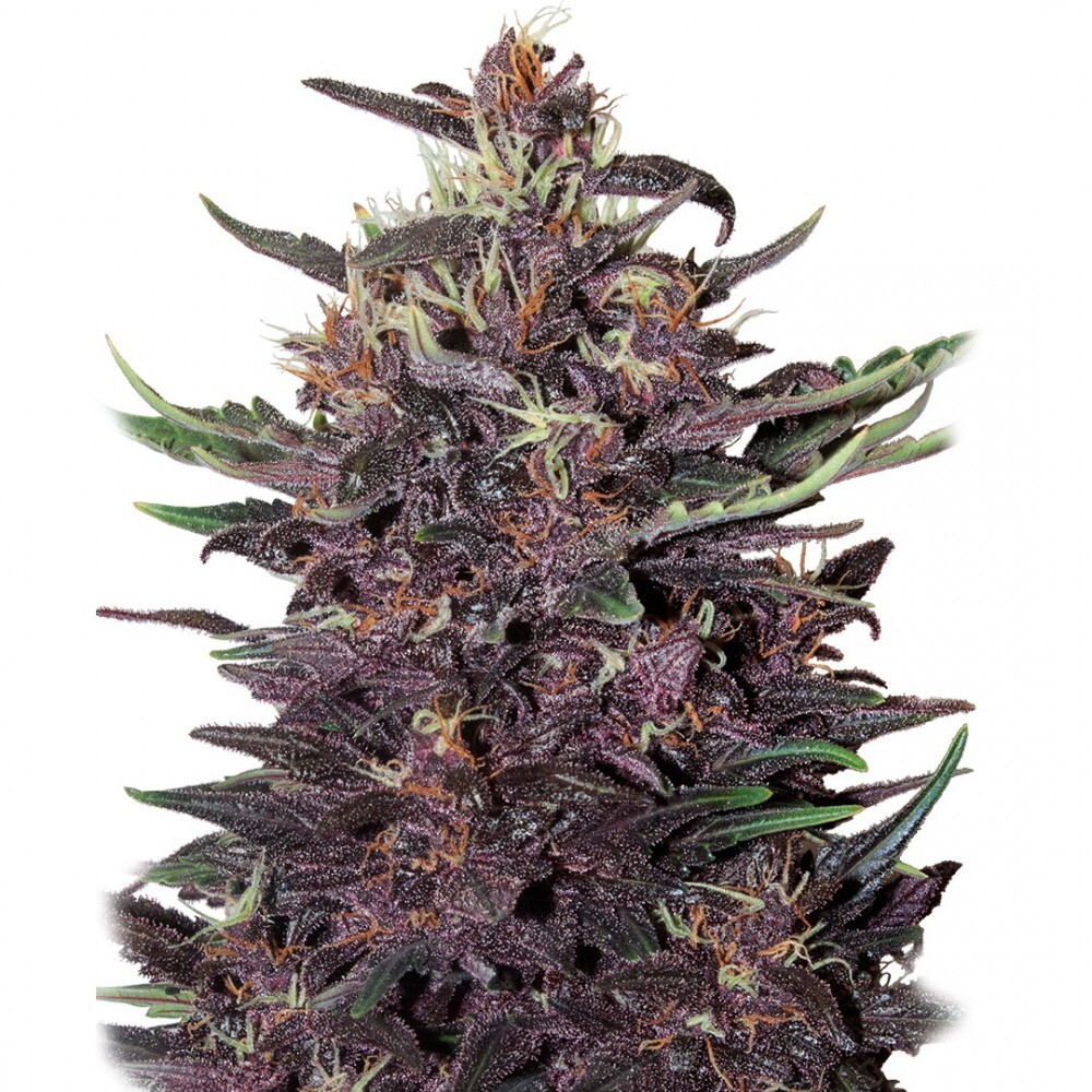 Buddha Seeds - Buddha Purple Kush (auto/fem.)