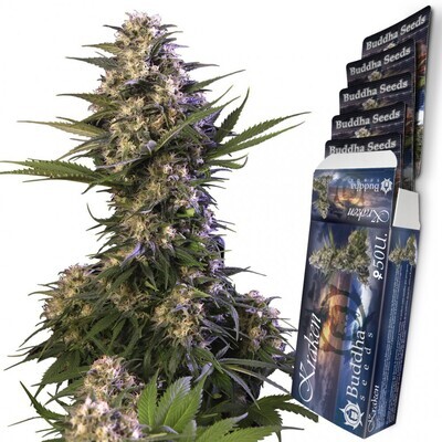 Buddha Seeds - Buddha Kraken (fem.) 02492