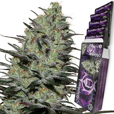 Buddha Seeds - Morpheus CBD (fem.) 06157