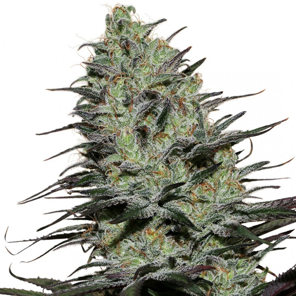 Buddha Seeds - Morpheus CBD (fem.)