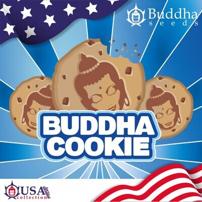 Buddha Seeds - Buddha Cookie (fem.) 08990