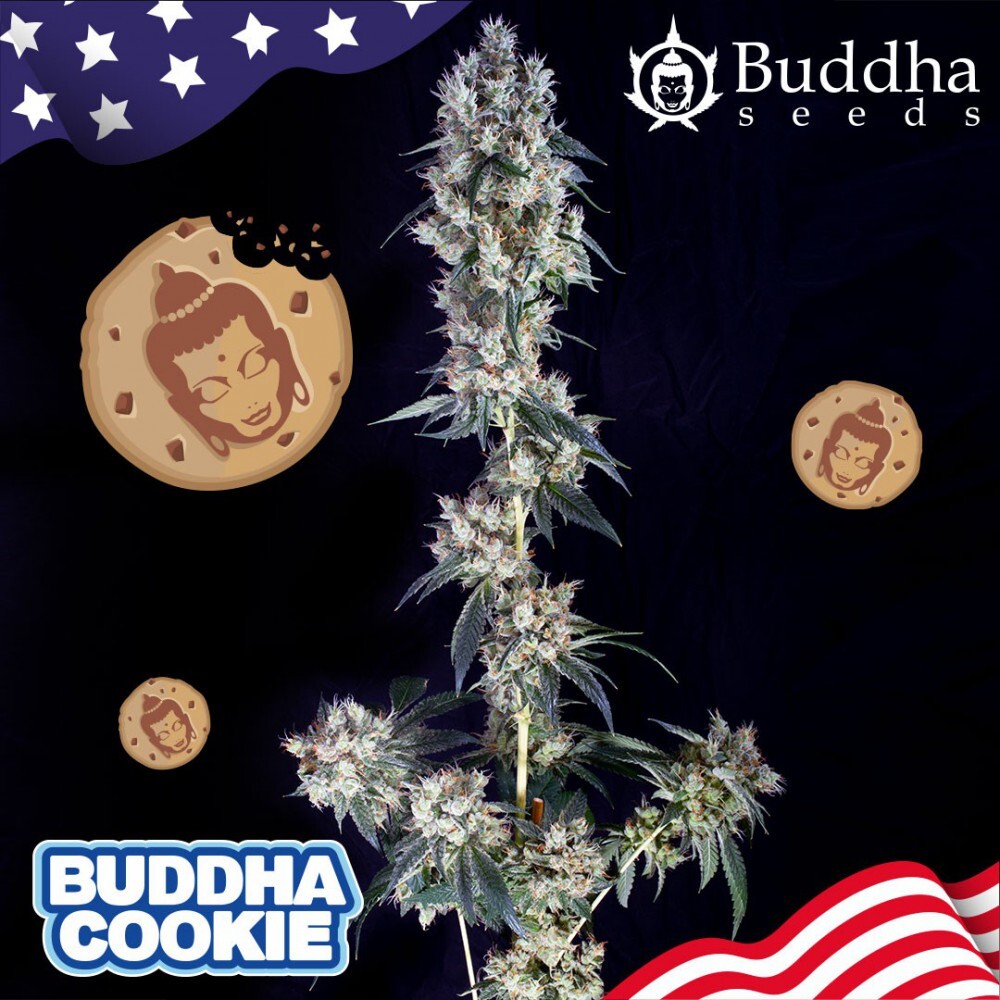 Buddha Seeds - Buddha Cookie (fem.)
