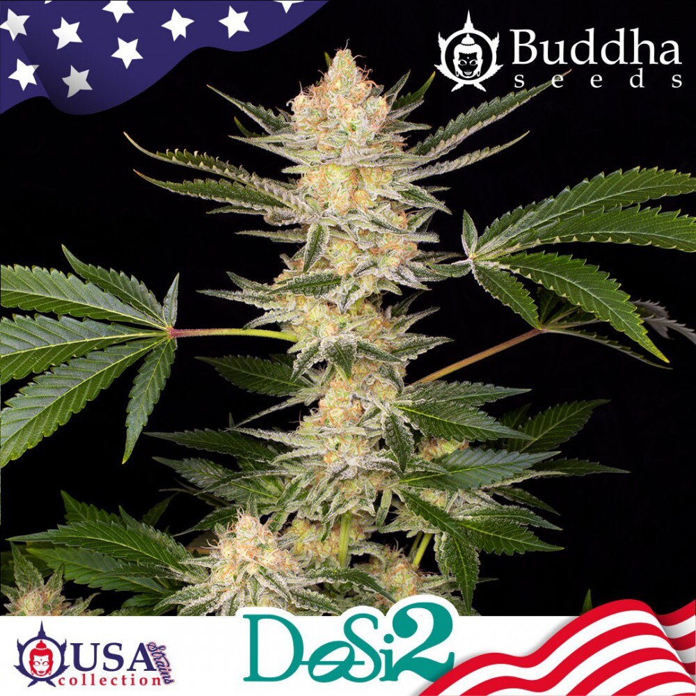 Buddha Seeds - Buddha DoSi2 (fem.)