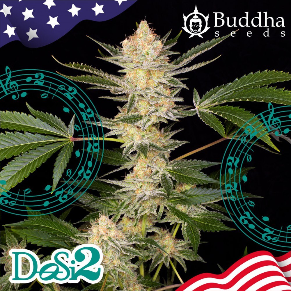 Buddha Seeds - Buddha DoSi2 (fem.)