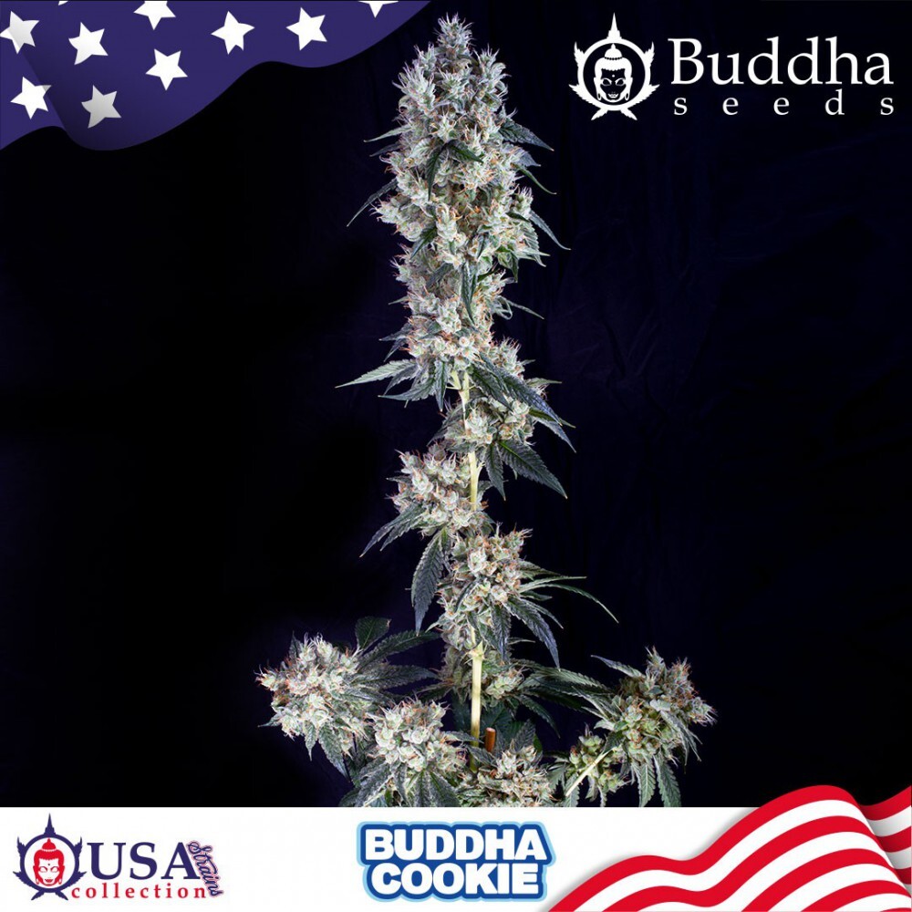 Buddha Seeds - Buddha Cookie (fem.)