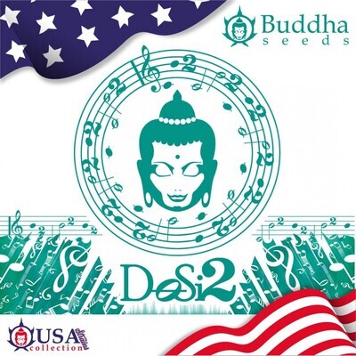 Buddha Seeds - Buddha DoSi2 (fem.) 08991