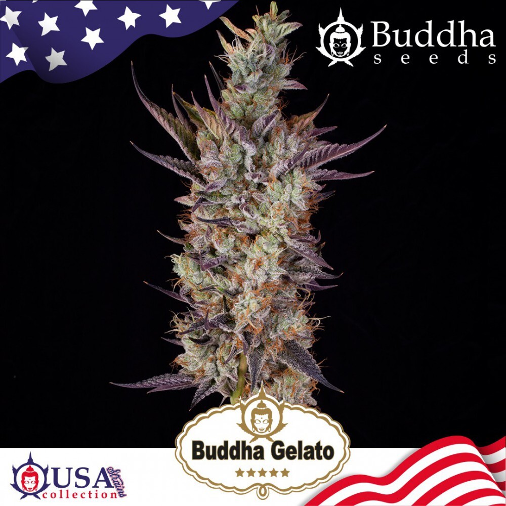 Buddha Seeds - Buddha Gelato (fem.)