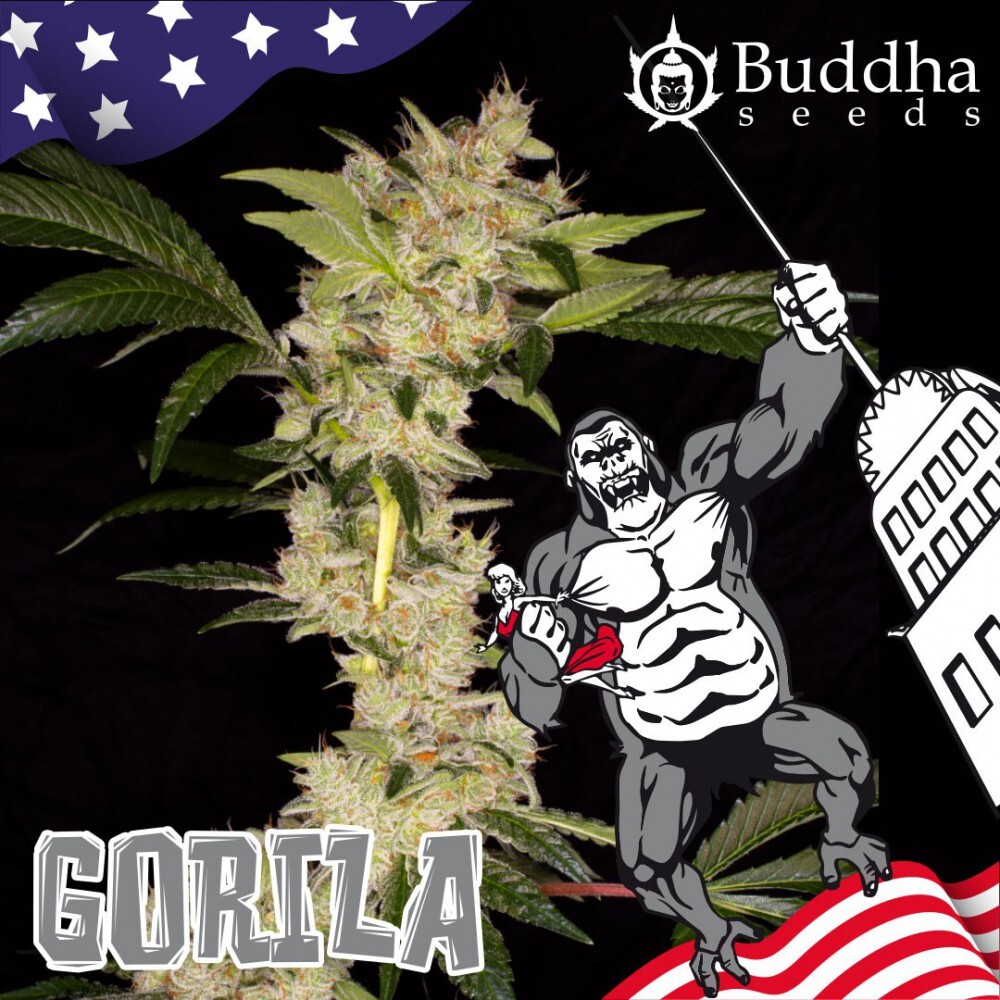 Buddha Seeds - Gorila (fem.)