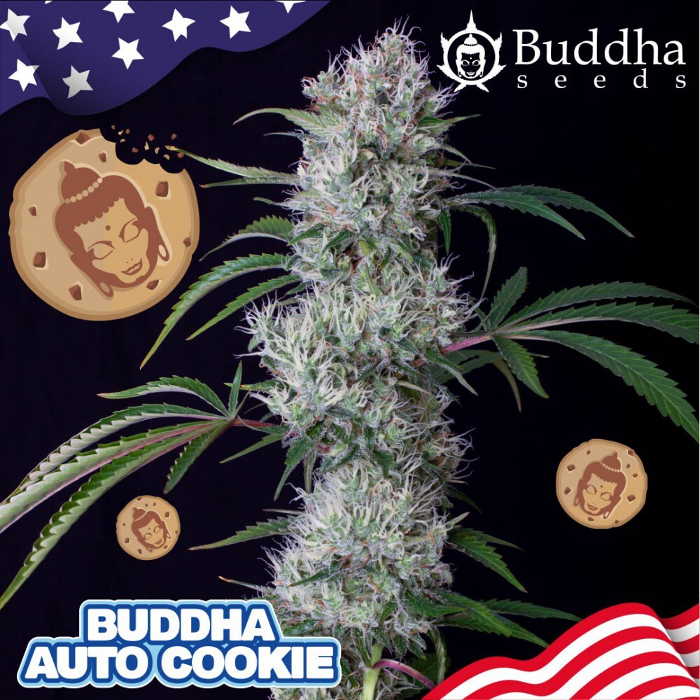 Buddha Seeds - Buddha Auto Cookie (auto/fem.)