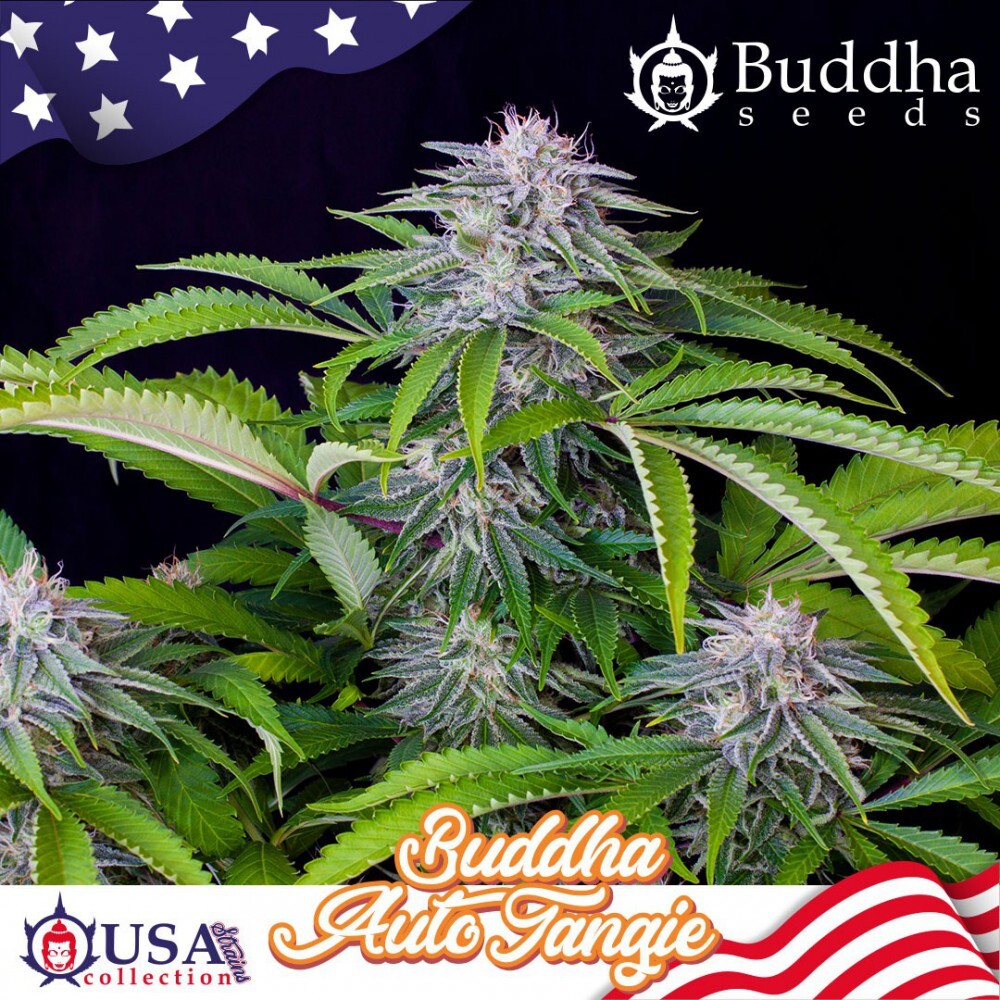 Buddha Seeds - Auto Tangie (auto/fem.)