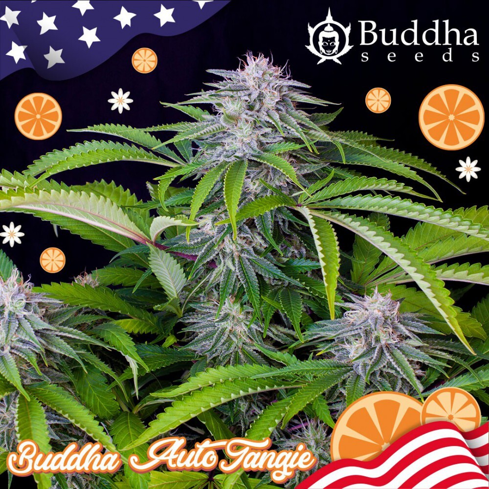 Buddha Seeds - Auto Tangie (auto/fem.)