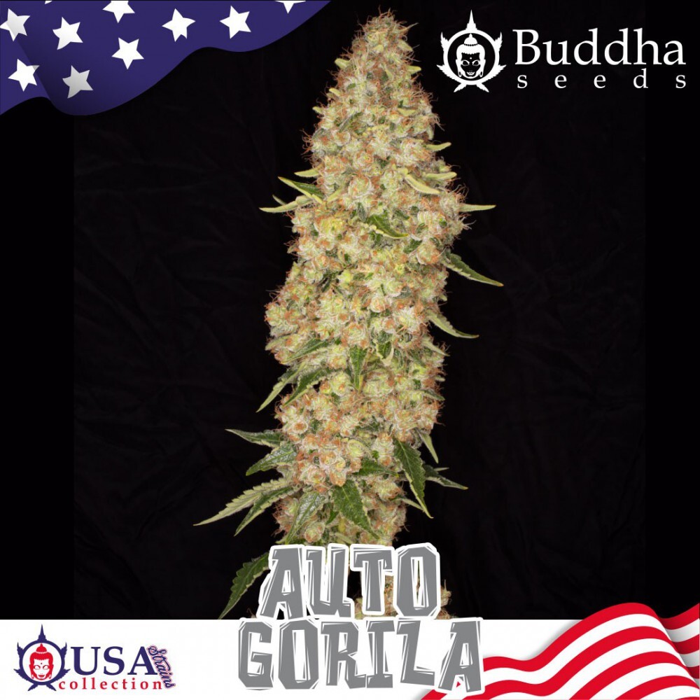 Buddha Seeds - Auto Gorila (auto/fem.)