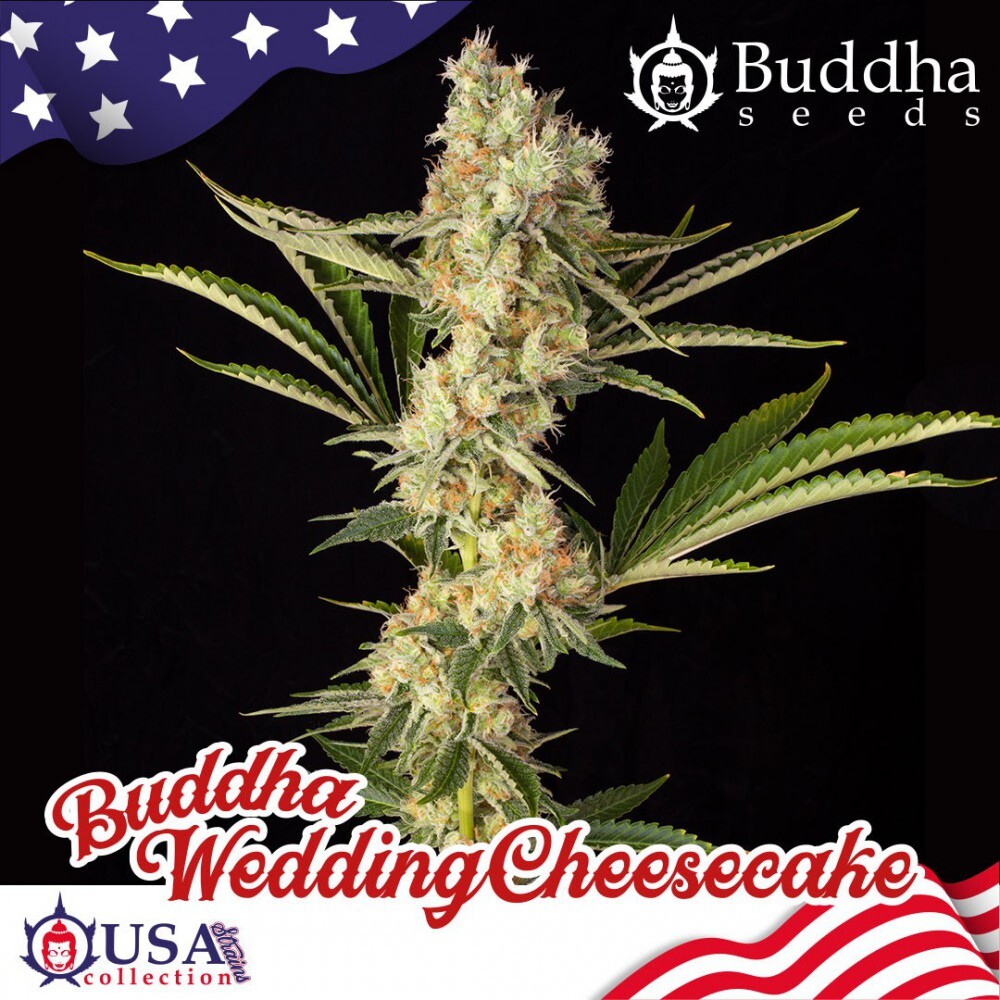 Buddha Seeds - Wedding Cheesecake (fem.)