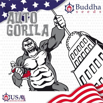 Buddha Seeds - Auto Gorila (auto/fem.) 08997