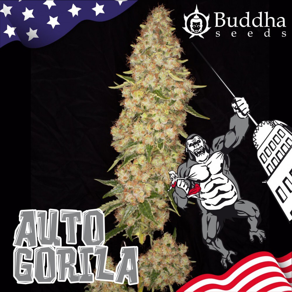 Buddha Seeds - Auto Gorila (auto/fem.)