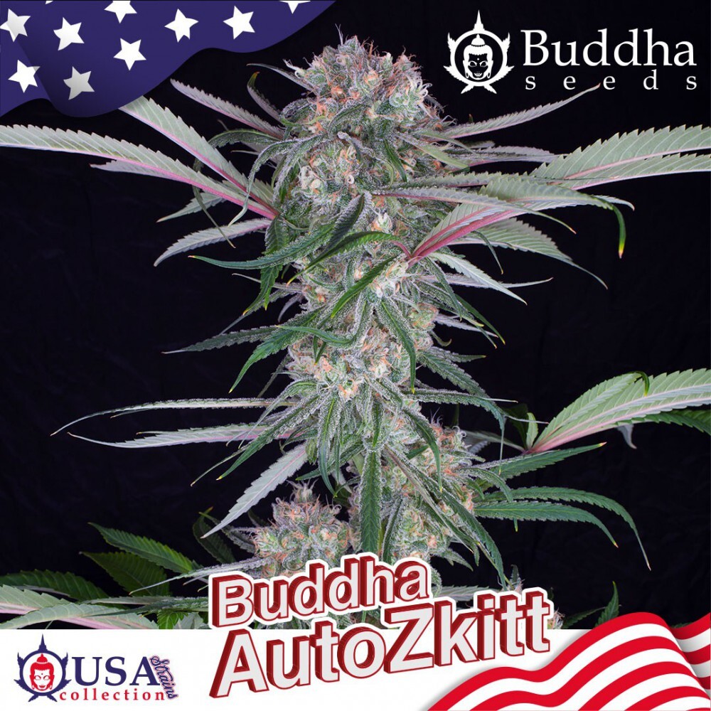 Buddha Seeds - Buddha Auto Zkitt (auto/fem.)