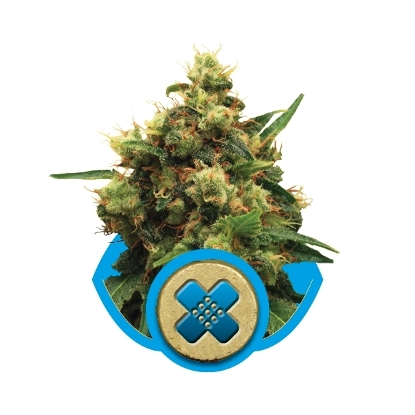 Royal Queen Seeds - Painkiller XL (fem.)