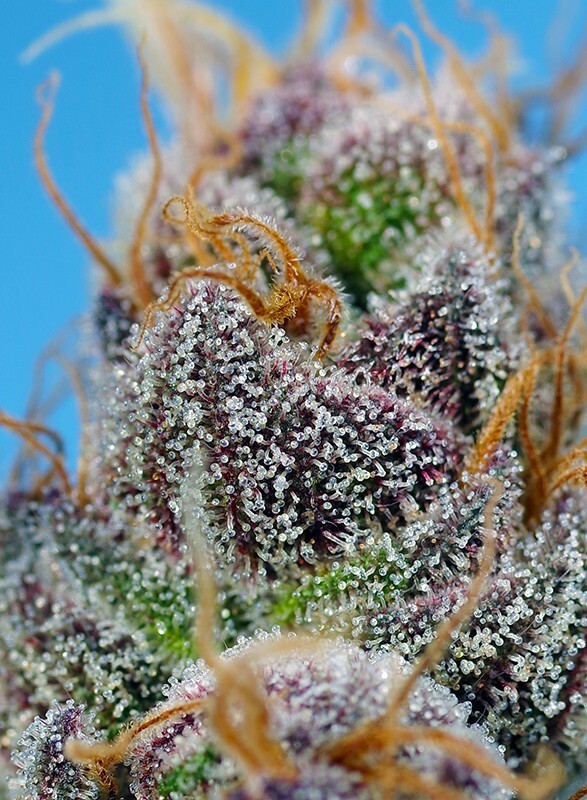 Sweet Seeds - Strawberry Cola Sherbet F1 Fast Version (fem.)
